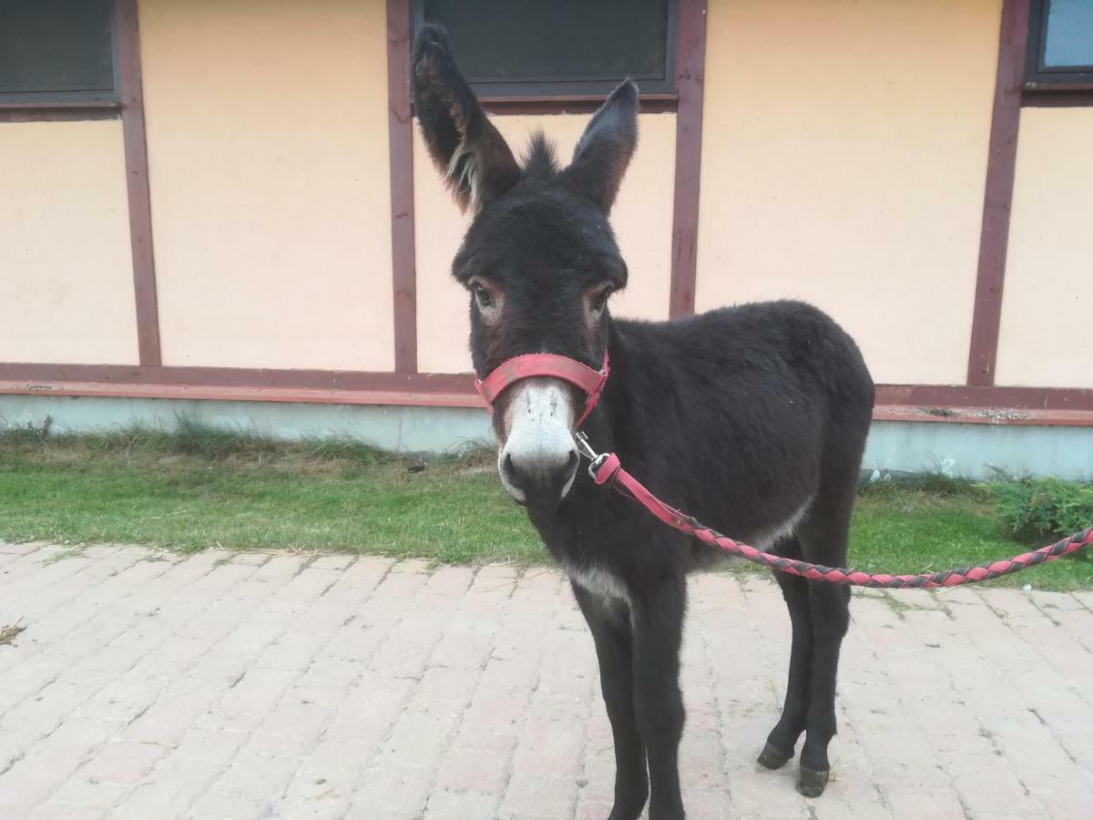 Pensjonat Przy Stajni Kierzkowo  Kültér fotó